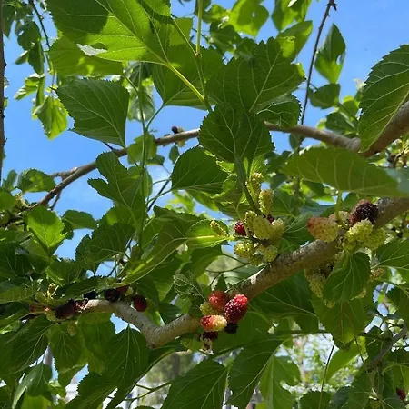 Θέρετρο Divjaka Resort *