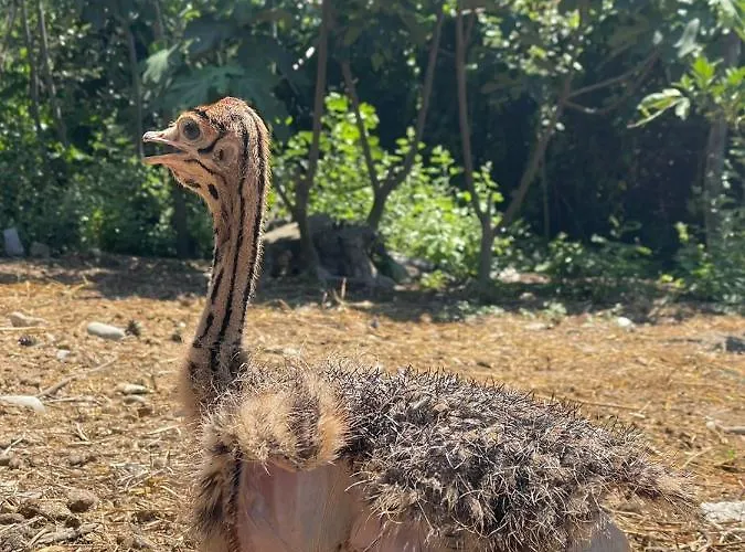 Divjaka Resort Resort Divjake