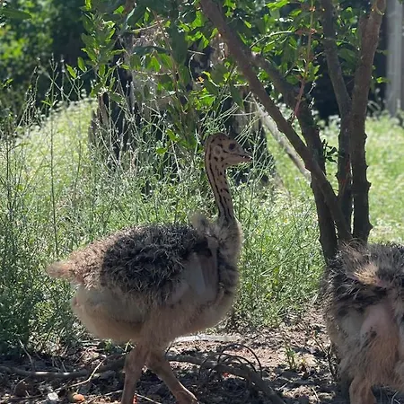 Resort Divjaka Resort