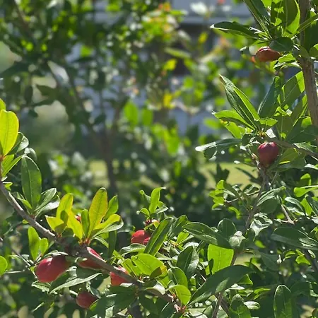 Divjaka Resort Divjake