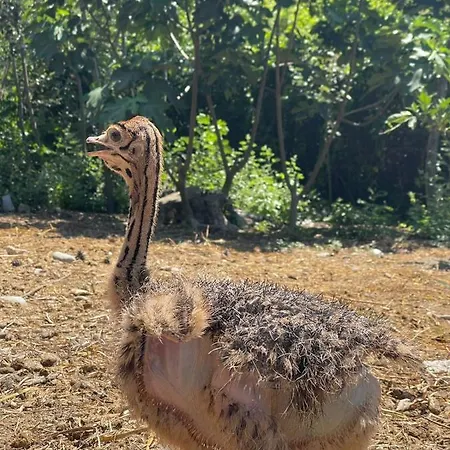 Divjaka Resort Resort Divjake