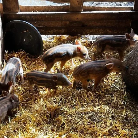 Divjaka Resort * Divjake