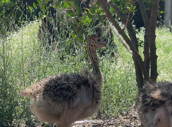 Resort Divjaka Resort