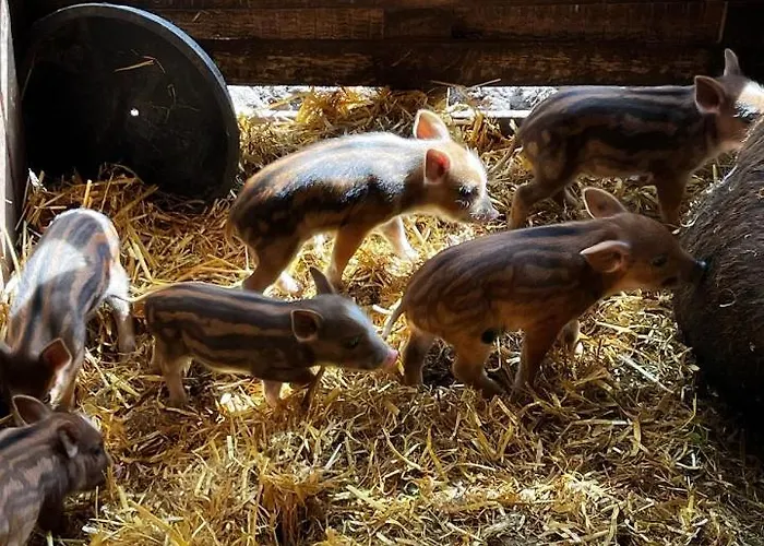 Divjaka Resort * Divjake