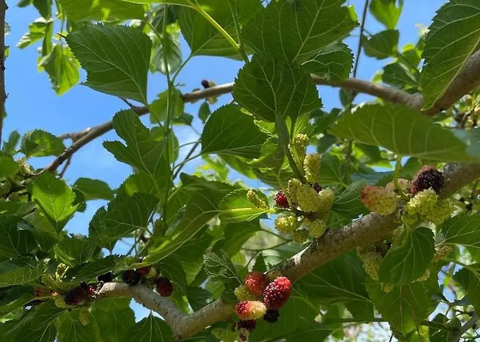 Resort Divjaka Resort *